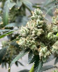Exploring the World of Marijuana Seeds Oklahoma Exploring the World of Marijuana Seeds Oklahoma